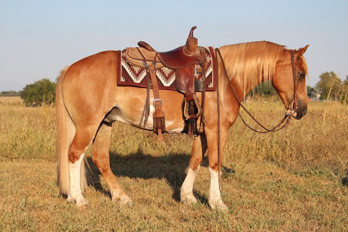 Gypsy Horse, 7yo Gypsy Horse Mix gelding