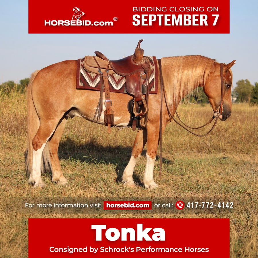 Gypsy Horse, 7yo Gypsy Horse Mix gelding