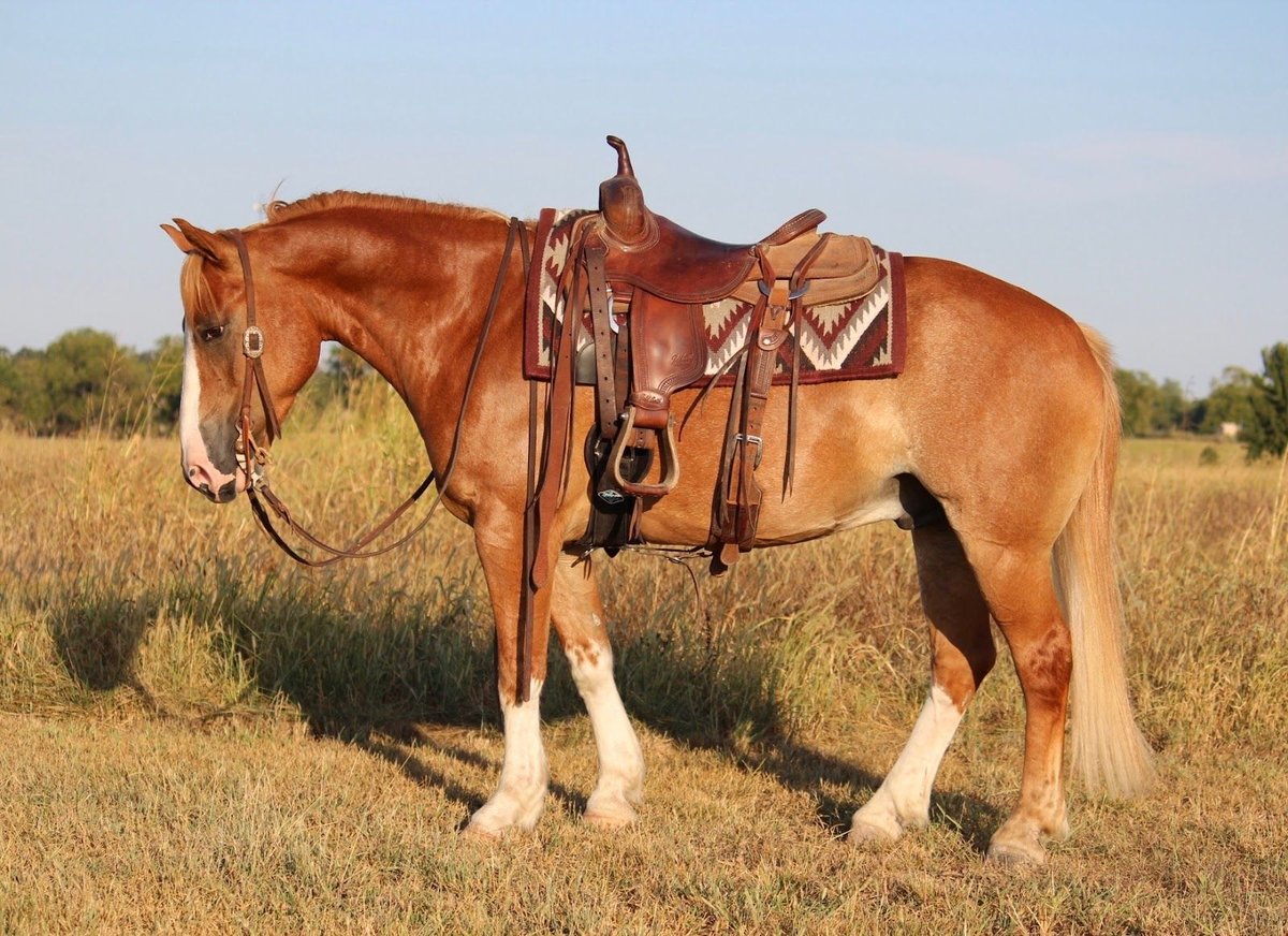 Gypsy Horse, 7yo Gypsy Horse Mix gelding