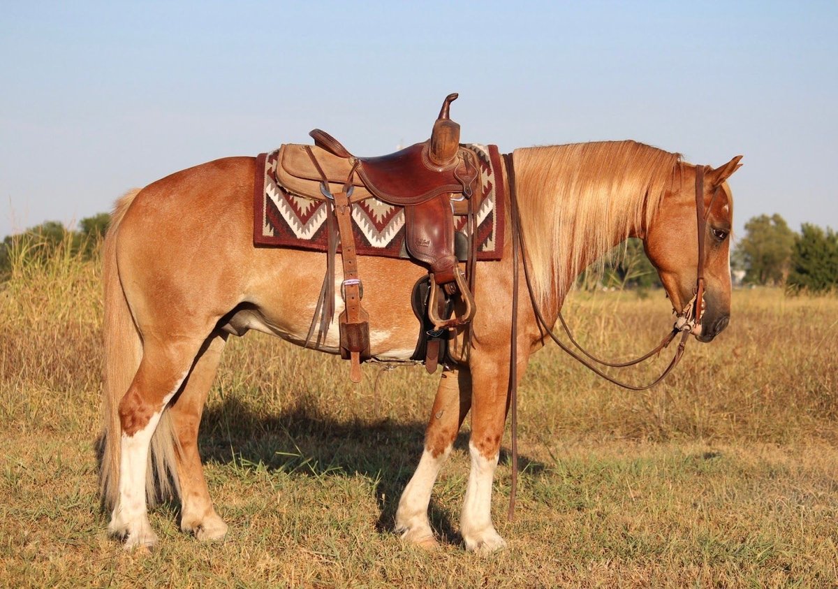 Gypsy Horse, 7yo Gypsy Horse Mix gelding