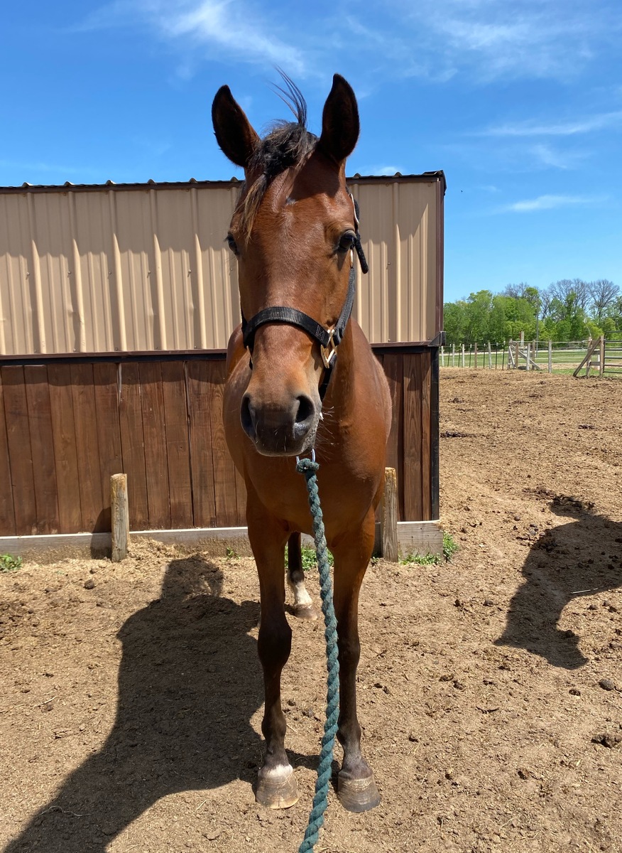 Halstead's Sultan, 4yo Arabian gelding, 13.0hh