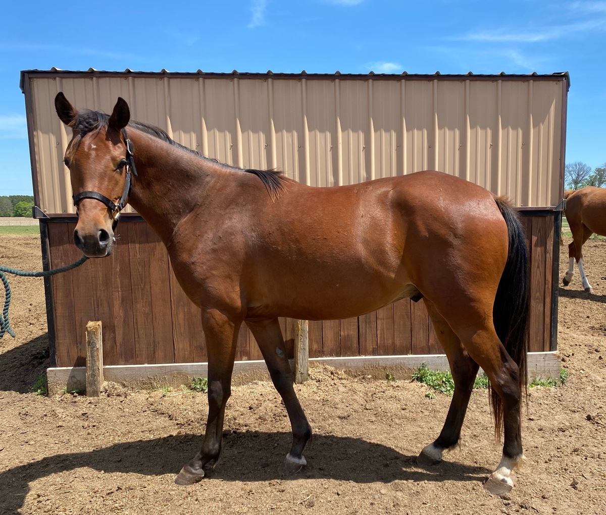 Halstead's Sultan, 4yo Arabian gelding, 13.0hh