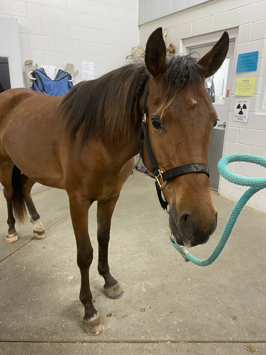 Halstead's Sultan, 4yo Arabian gelding, 13.0hh