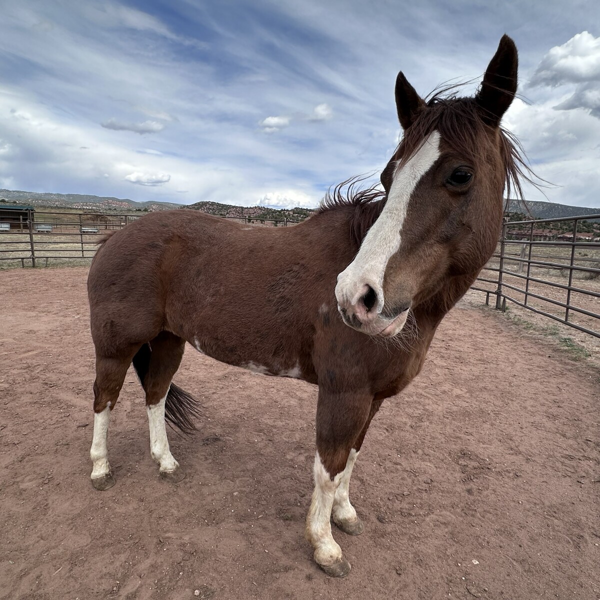Maverick, 18yo gelding, 14.2hh