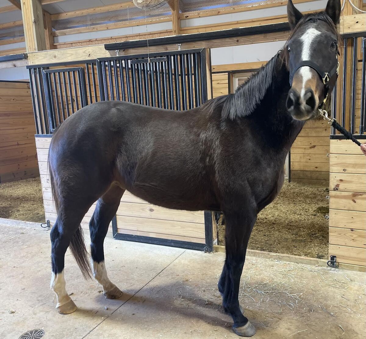 JJ, 7yo Thoroughbred gelding, 16.0hh