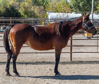 Tuesday, American Quarter Horse mare, 15.0hh