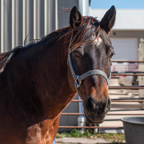 Tuesday, American Quarter Horse mare, 15.0hh