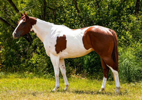 LUCKY TO THE LIMIT (LUCKY), 3yo APHA Paint gelding, 15.3hh