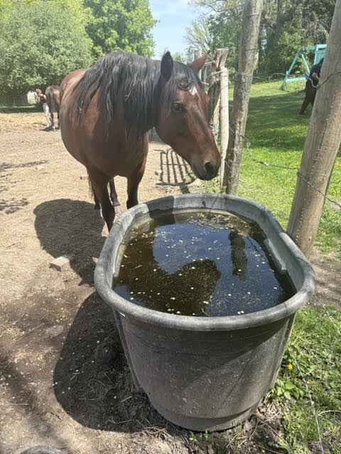 Ralph, 6yo Other gelding, 14.0hh