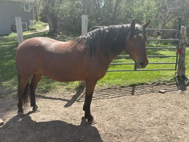 Ralph, 6yo Other gelding, 14.0hh