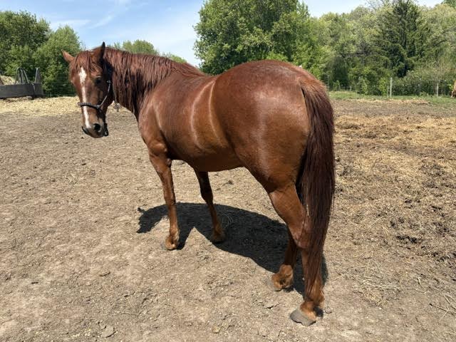 Ralph, 6yo Other gelding, 14.0hh