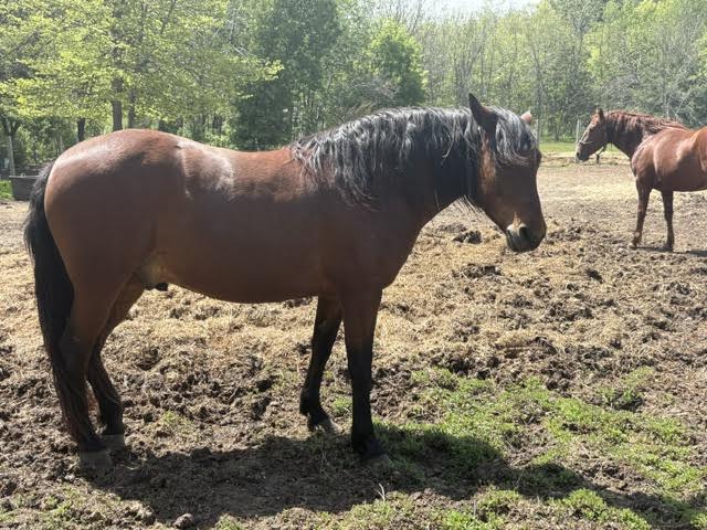 Ralph, 6yo Other gelding, 14.0hh