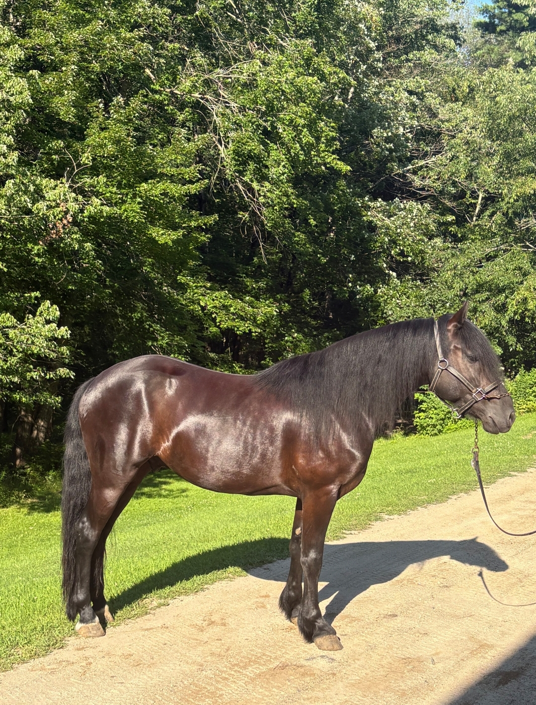 Andy, 8yo Friesian Cross gelding, 14.3hh