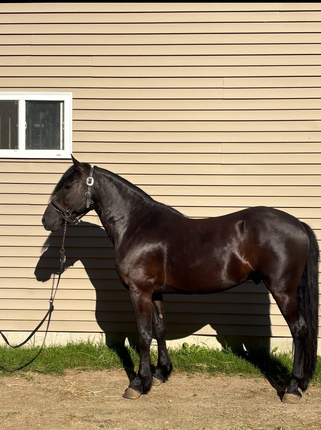 Andy, 8yo Friesian Cross gelding, 14.3hh