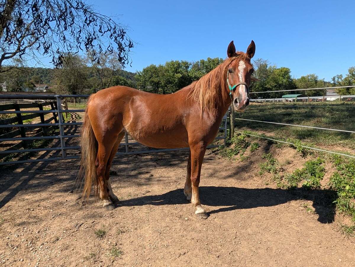 Terra, 10yo mare, 14.2hh