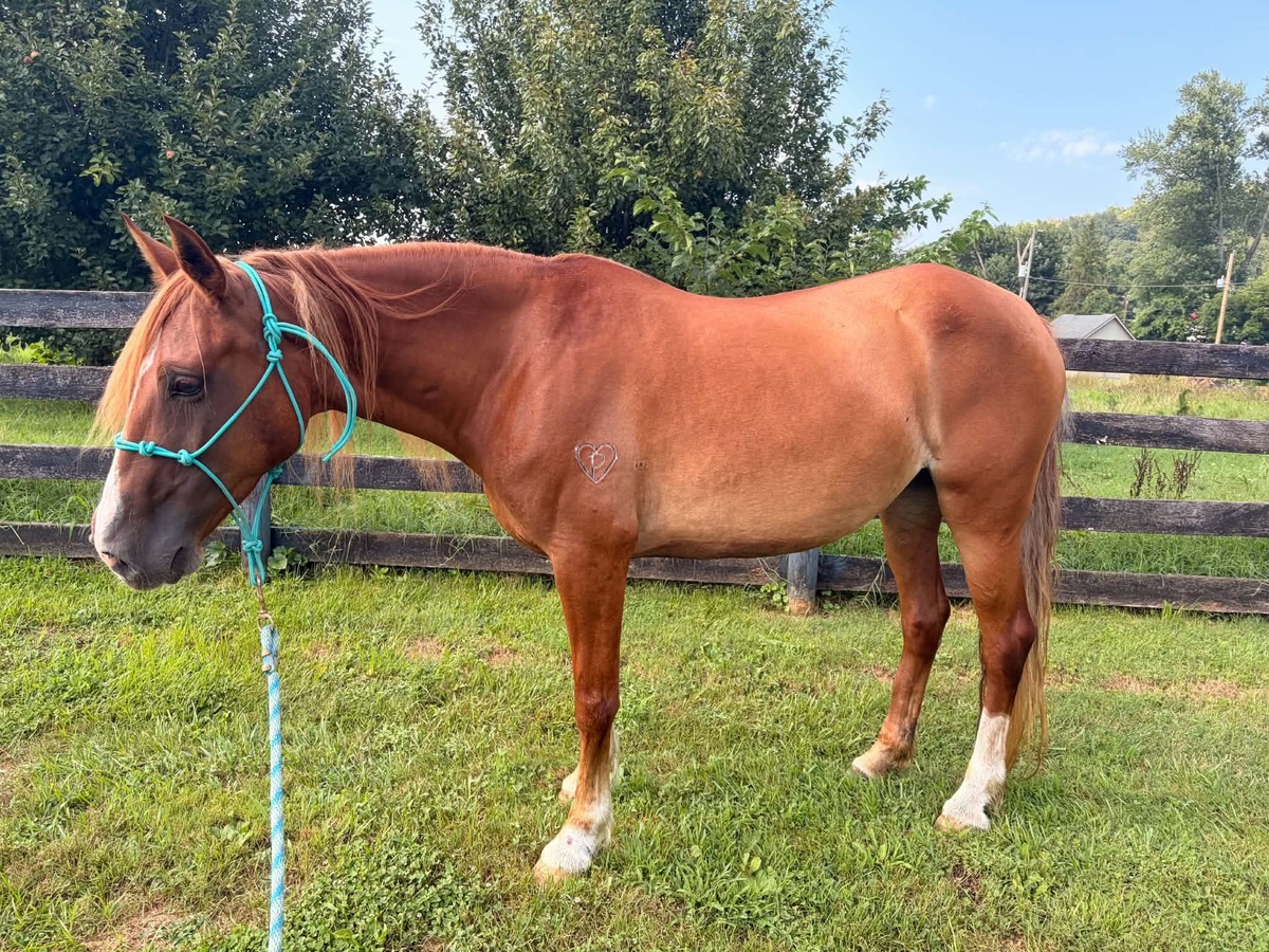 Terra, 10yo mare, 14.2hh
