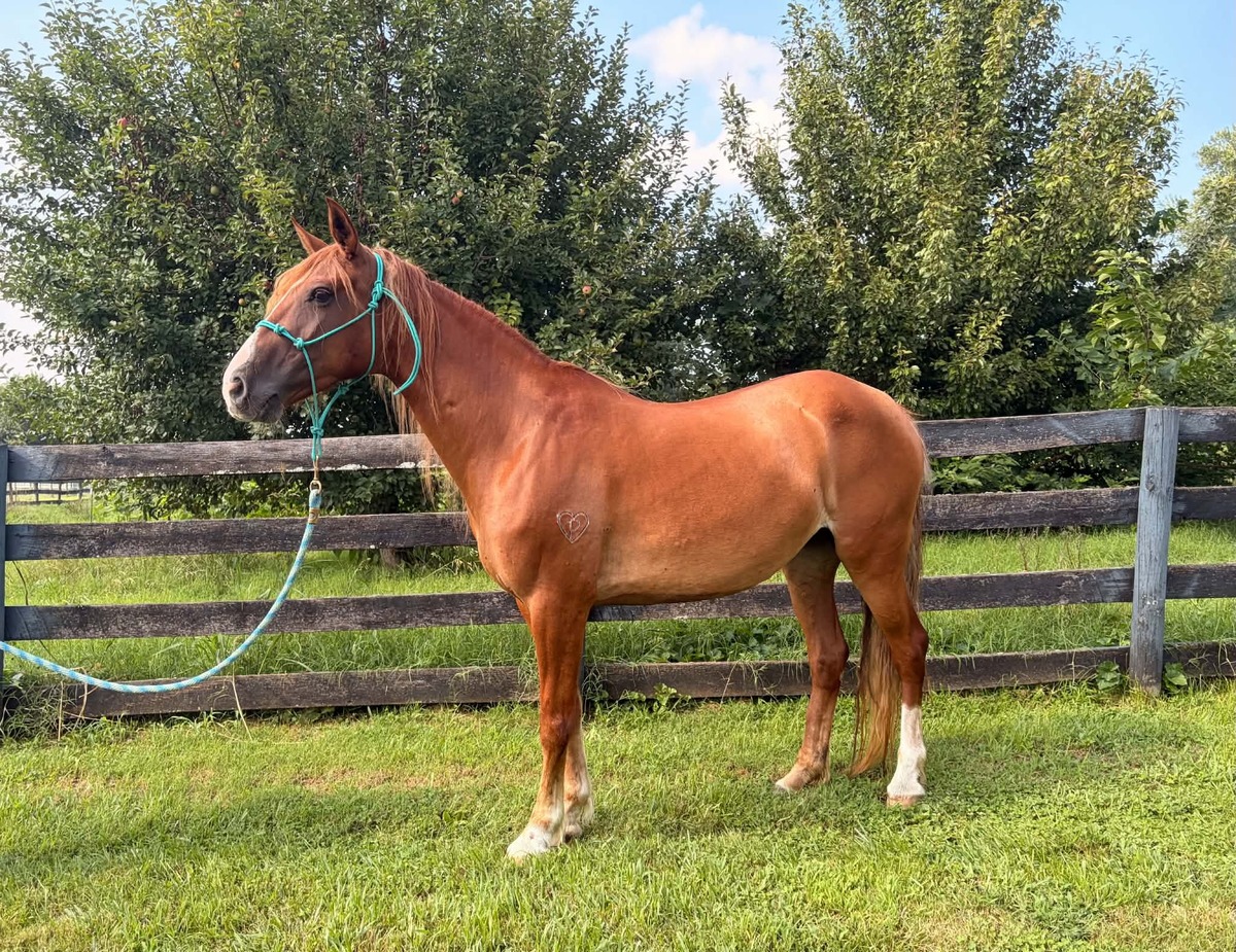 Terra, 10yo mare, 14.2hh