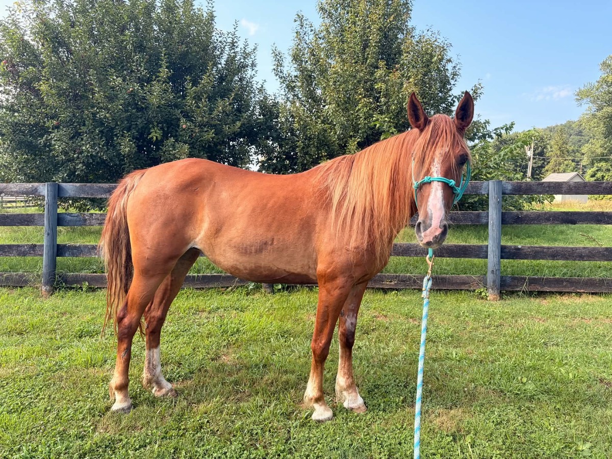 Terra, 10yo mare, 14.2hh