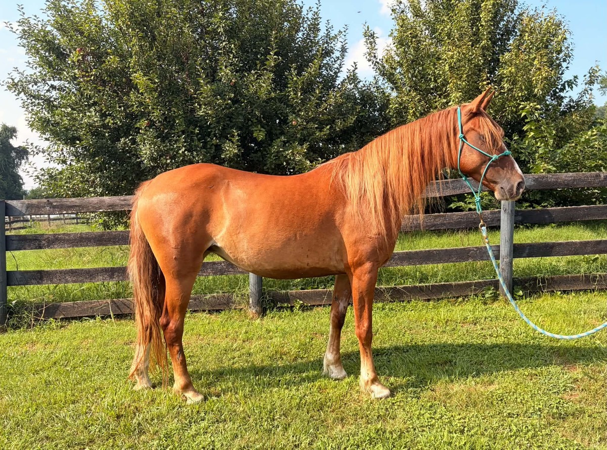 Terra, 10yo mare, 14.2hh