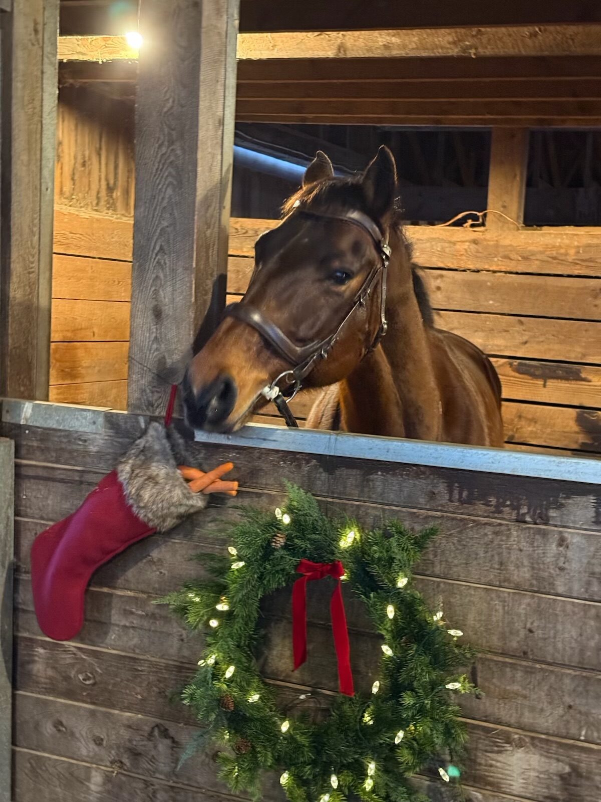 Gabe, 11yo Warmblood gelding, 16hh