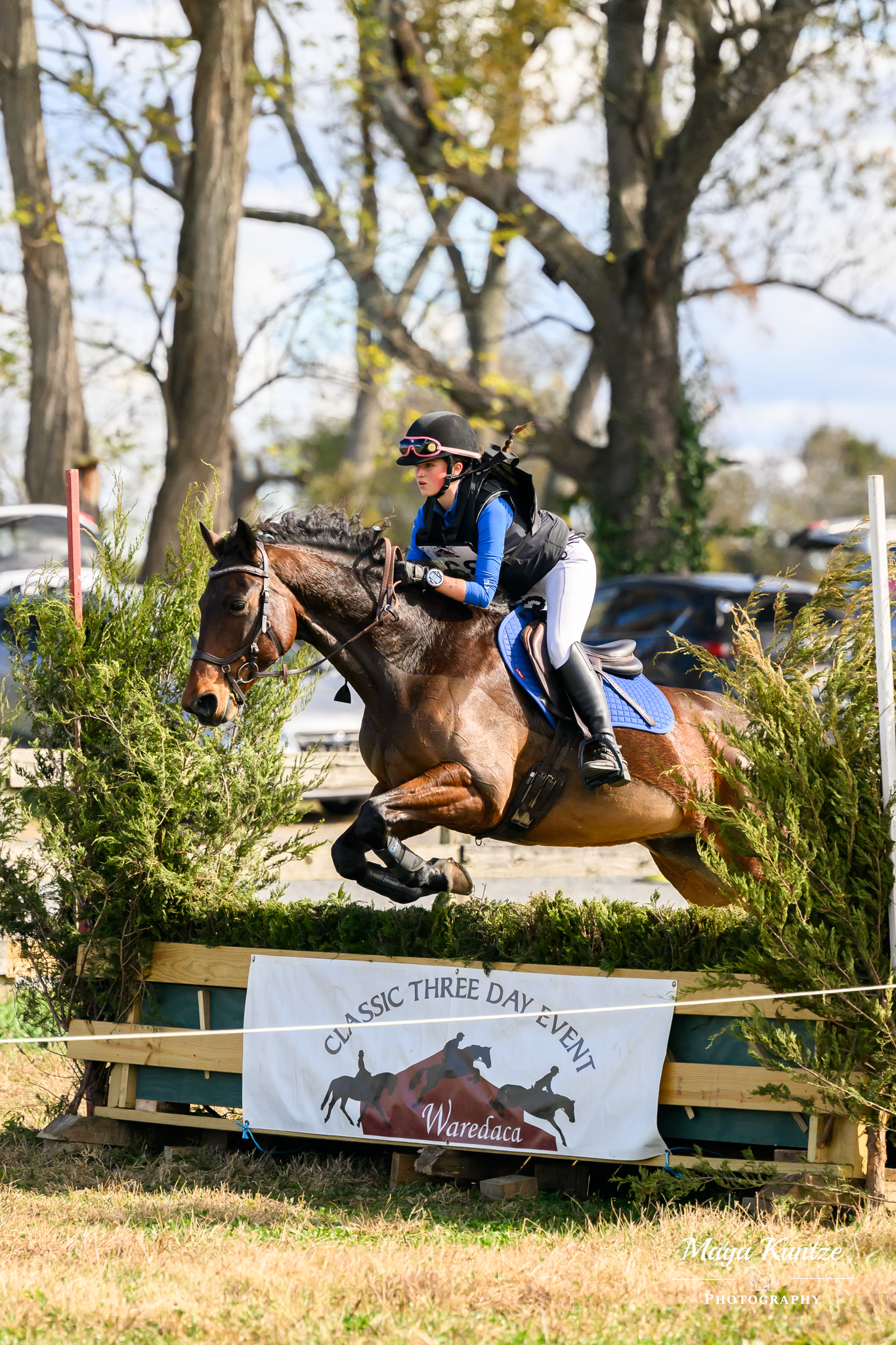 Gabe, 11yo Warmblood gelding, 16hh