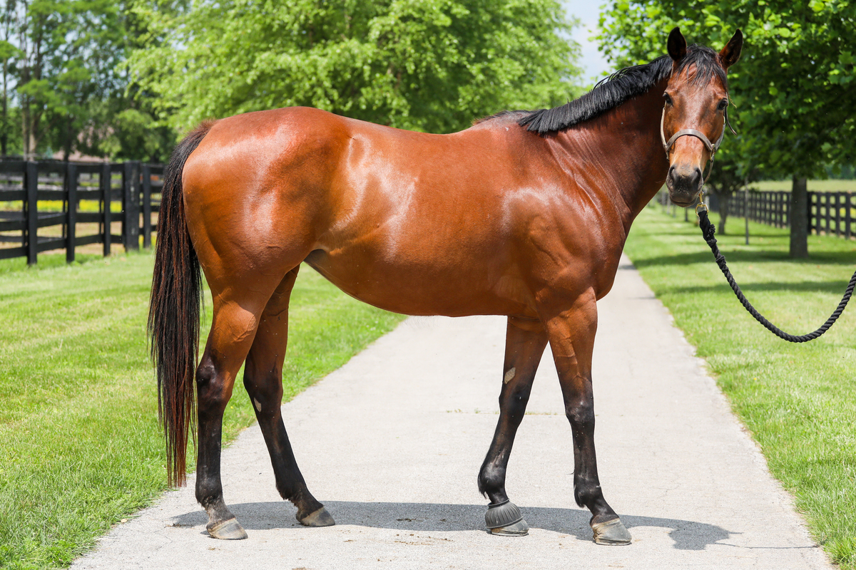 Teelfa, 15yo Thoroughbred mare, 15.2hh