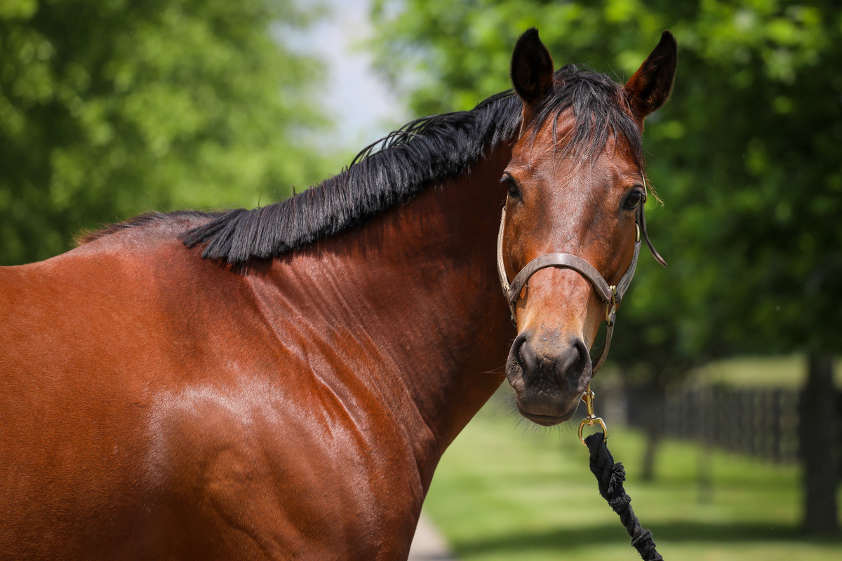 Teelfa, 15yo Thoroughbred mare, 15.2hh