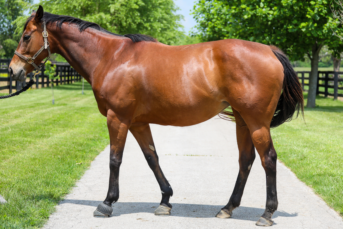 Teelfa, 15yo Thoroughbred mare, 15.2hh