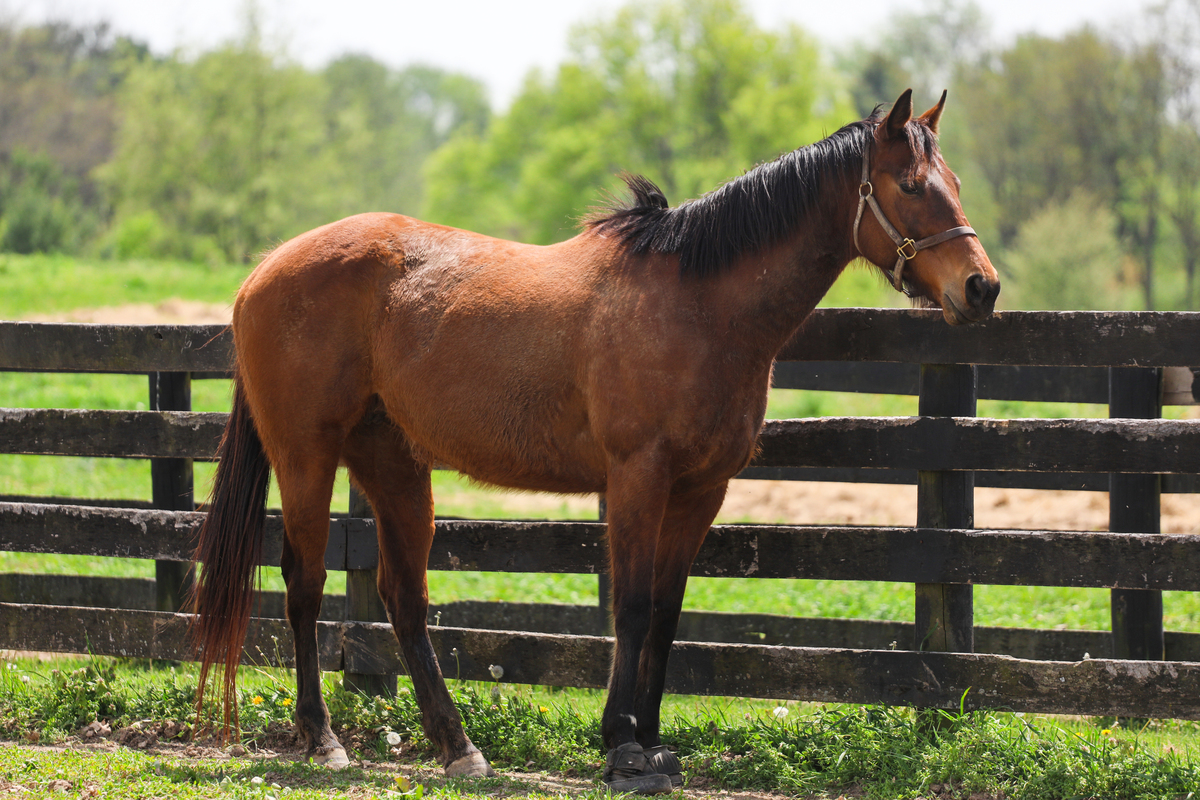 Teelfa, 15yo Thoroughbred mare, 15.2hh