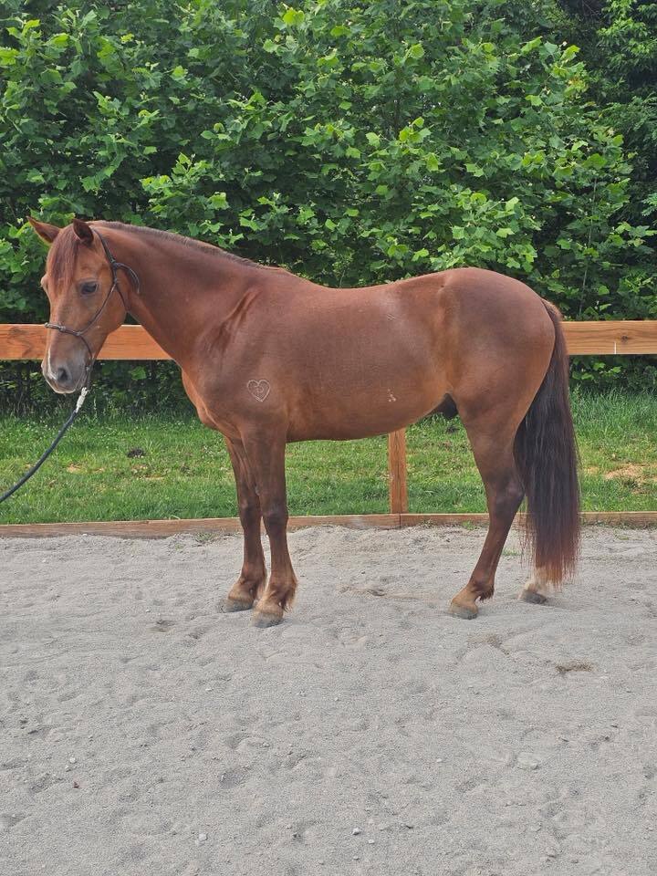 McAlister, 8yo Morgan gelding, 15.0hh