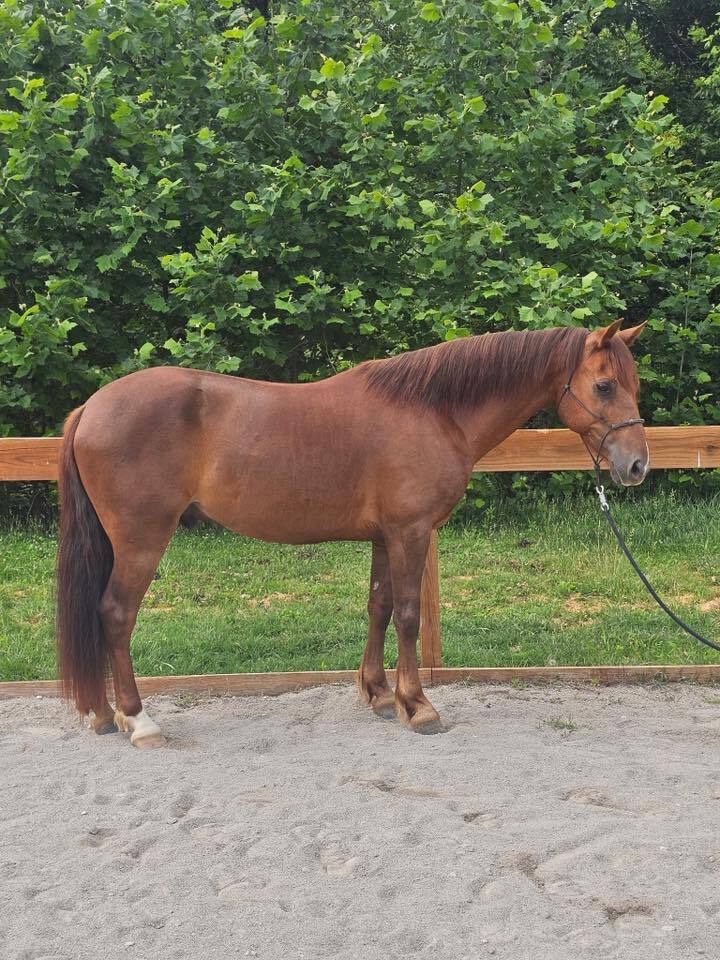 McAlister, 8yo Morgan gelding, 15.0hh
