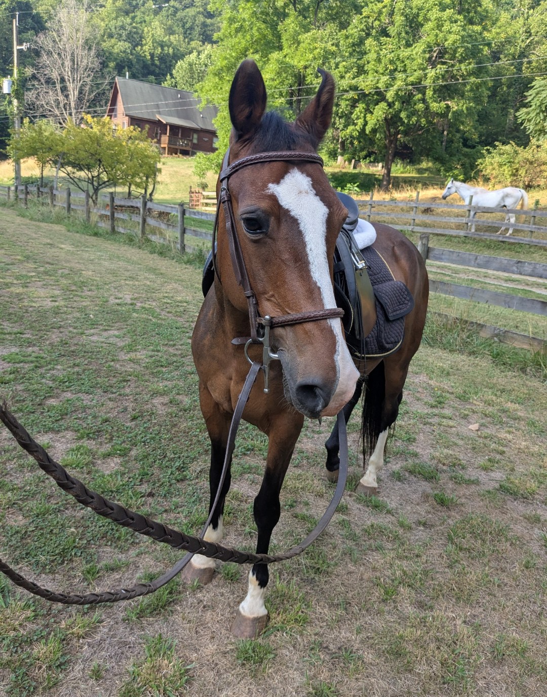 Francie, 17yo Warmblood mare, 14.2hh