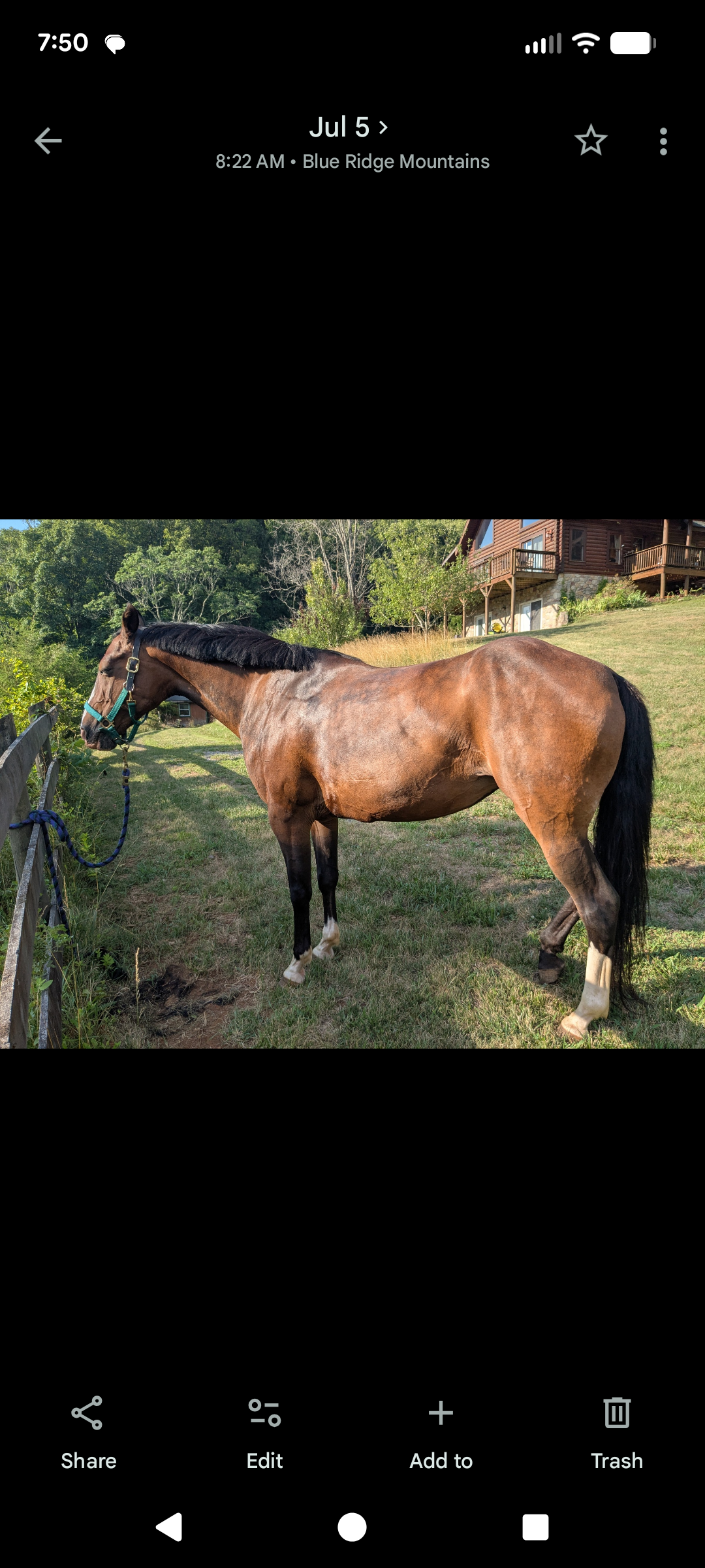 Francie, 17yo Warmblood mare, 14.2hh