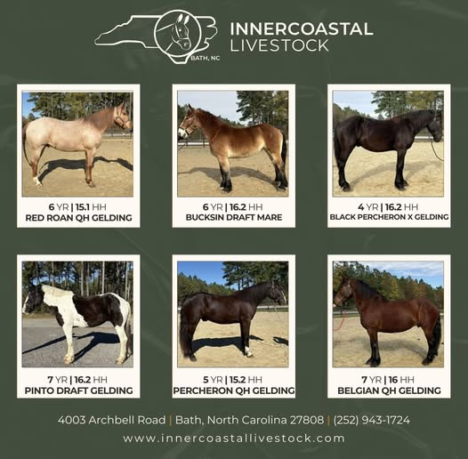 Horses For Sale, Quarter Horse
