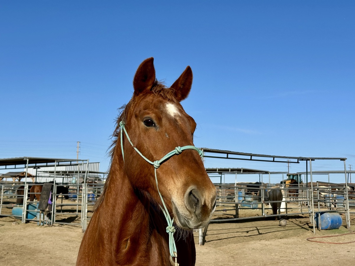 Remi, 16yo American Quarter Horse/Thoroughbred mare, 15.2hh