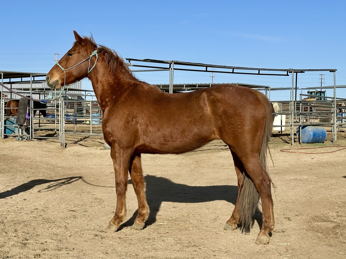 Remi, 16yo American Quarter Horse/Thoroughbred mare, 15.2hh