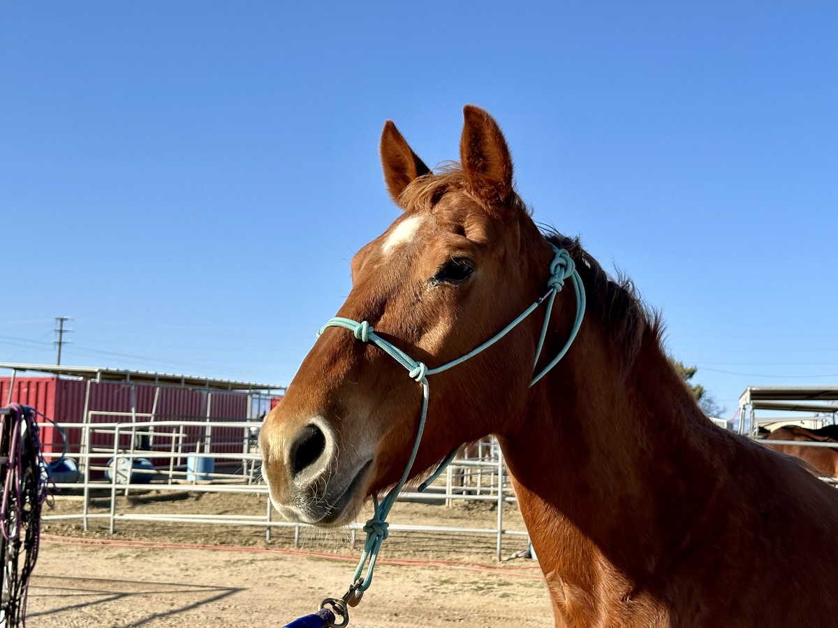 Remi, 16yo American Quarter Horse/Thoroughbred mare, 15.2hh