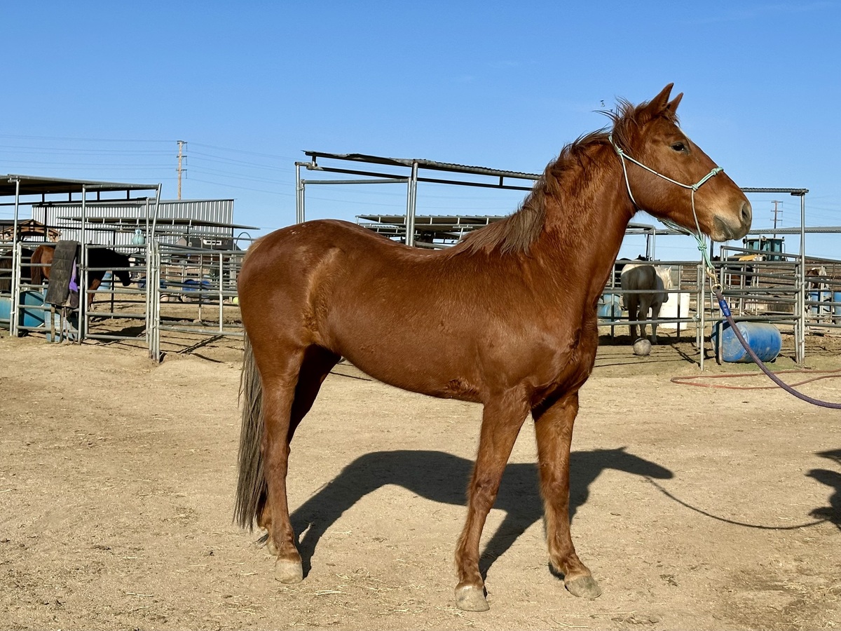 Remi, 16yo American Quarter Horse/Thoroughbred mare, 15.2hh