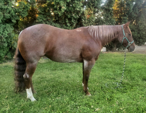 Metallic Amanda (Mandy), 5yo AQHA Quarter Horse mare, 14.0hh