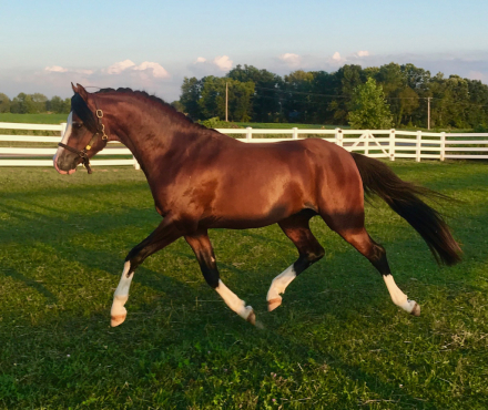 GG Fiorino (Rino), 1yo Welsh Pony gelding, 12.2hh