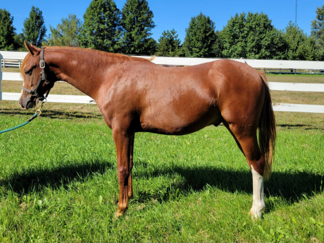 GG Fiorino (Rino), 1yo Welsh Pony gelding, 12.2hh