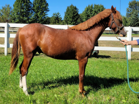 GG Fiorino (Rino), 1yo Welsh Pony gelding, 12.2hh