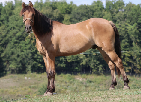 Dollar, 5yo Morgan Horse gelding, 15.2hh