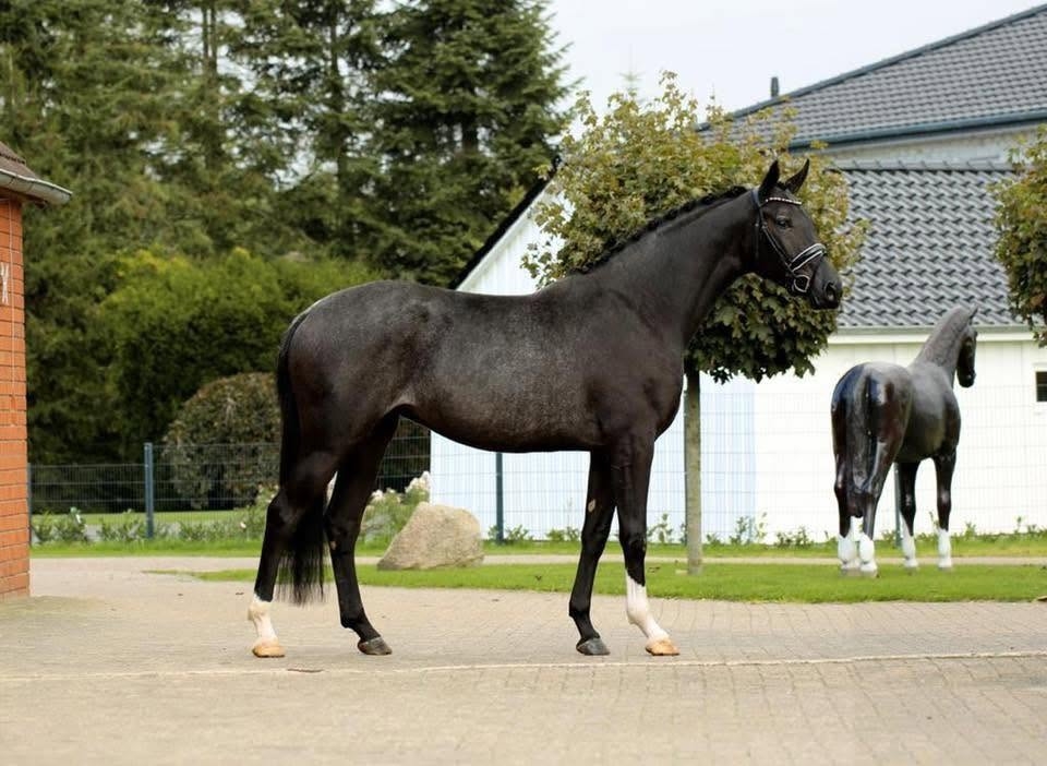 Floral, 7yo Hanoverian mare, 16.3hh