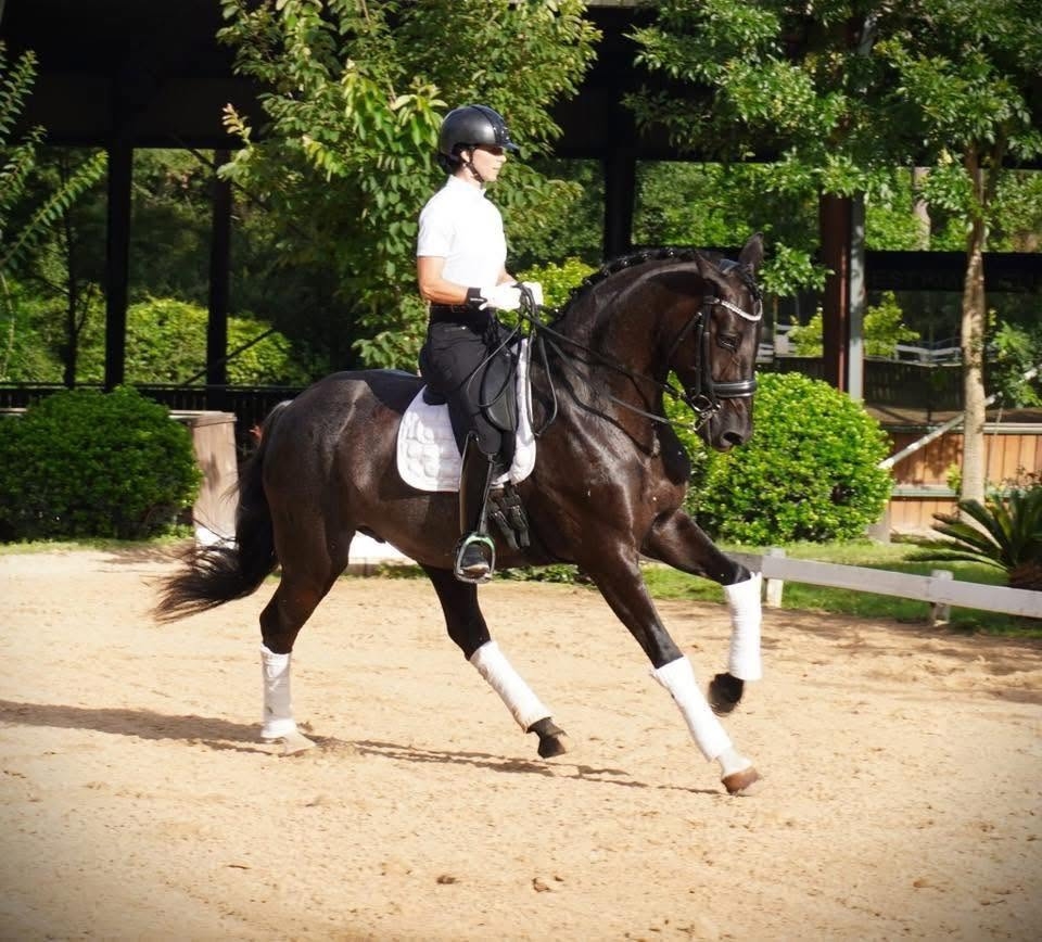 Floral, 7yo Hanoverian mare, 16.3hh
