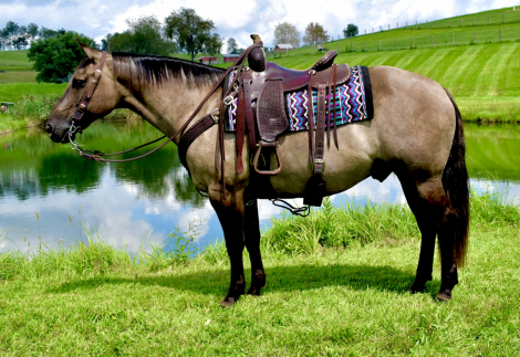 Genuine Gem (G), 6yo AQHA Quarter Horse gelding, 14.3hh