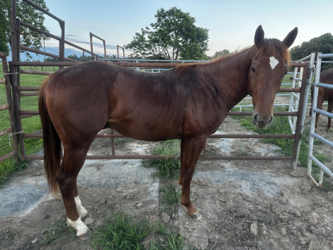 CATTODRIVE (Catto), 2yo AQHA Quarter Horse colt