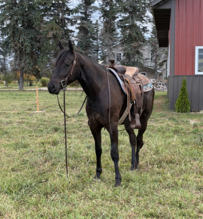🖤 Black Beauty (Beauty), 2yo Friesian Cross filly, 14.3hh
