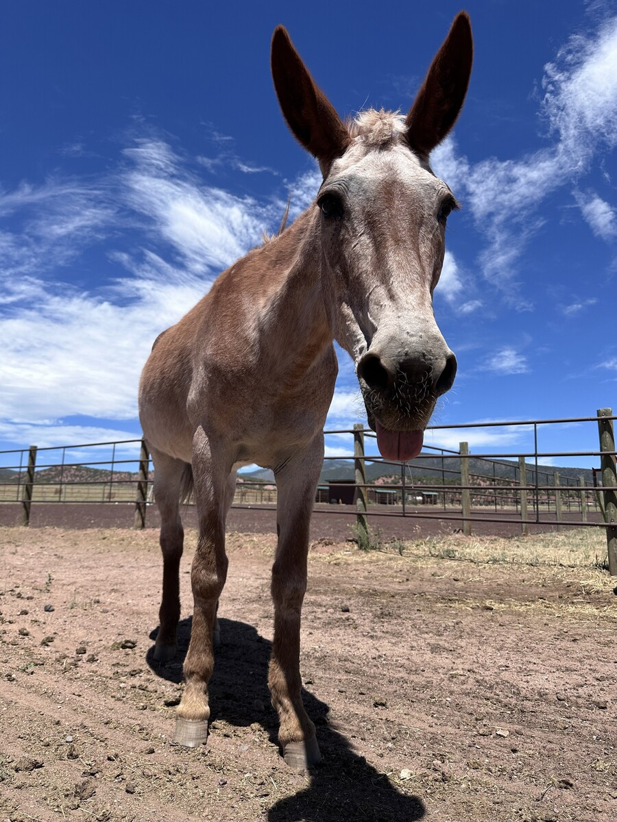 Calamity, 26yo Mule mare, 15.0hh