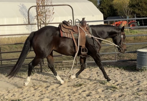Required N Radical (Diva), 8yo AQHA Quarter Horse APHA Paint mare, 15.0hh
